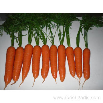 Good Quality Common Seen Fresh Carrot Red Colour